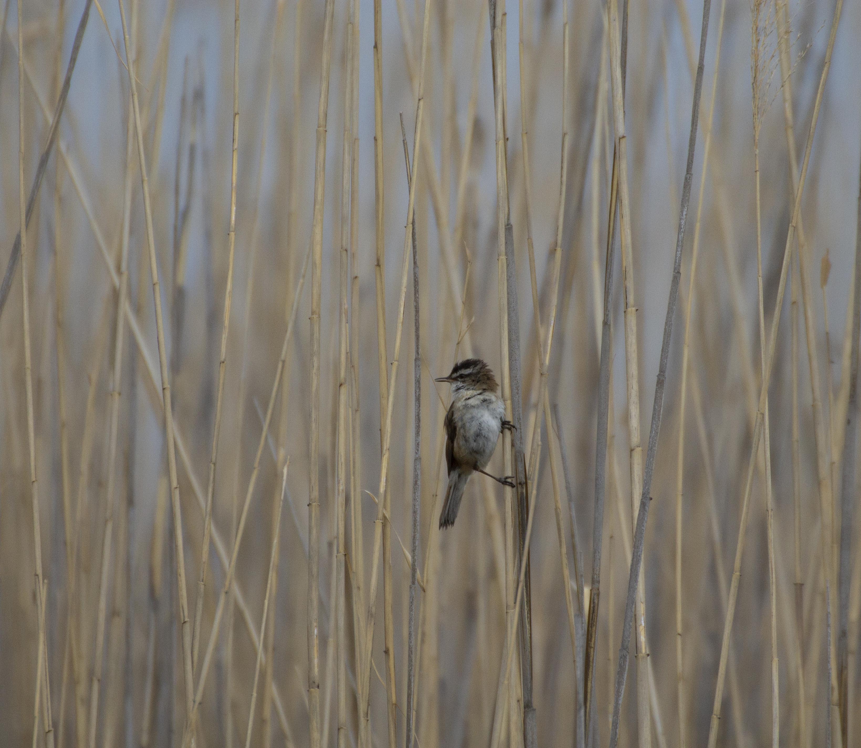 Moustached Warbler